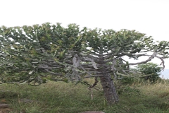 Euphorbia antiquorum